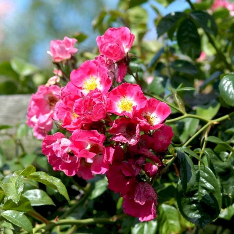 'American Pillar' Rosa X 'American Pillar' (Slyngrose) A-Kvalitet,- Barrods Roser Min. 3 Grene 3 'American Pillar' Rosa X 'American Pillar' (Slyngrose) A-Kvalitet,- Barrods Roser Min. 3 Grene