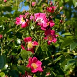 'American Pillar' Rosa X 'American Pillar' (Slyngrose) A-Kvalitet,- Barrods Roser Min. 3 Grene 9 'American Pillar' Rosa X 'American Pillar' (Slyngrose) A-Kvalitet,- Barrods Roser Min. 3 Grene -Osmoz Naturens Butik p3978 52304 rosa x american pillar slyngrose e5fb