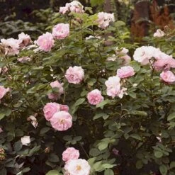 'Celestial' Rosa Alba 'Celestial' (Albarose) A-Kvalitet,- Barrods Roser Min. 3 Grene -Osmoz Naturens Butik p3987 52326 rosa alba celestial albarose 9876