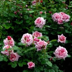 'Aloha' Rosa X 'Aloha' (Slyngrose) A-Kvalitet,- Barrods Roser Min. 3 Grene -Osmoz Naturens Butik p398 52302 rosa x aloha buskrose d40f