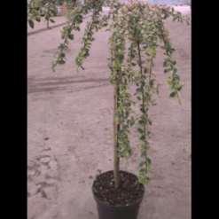 Dværgmispel 'Juliette' Cotoneaster Suecicus 'Juliette' Opstammet 40 Cm. Med Potte -Osmoz Naturens Butik p3991 2959 cotoneaster suecicus juliette 7cc4