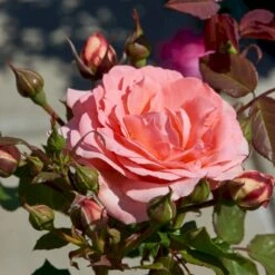 'Amelia™ Renaissance'® Rosa X 'Amelia™ Renaissance'® (Renaissancerose) A-Kvalitet,- Barrods Roser Min. 3 Grene