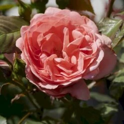 'Amelia™ Renaissance'® Rosa X 'Amelia™ Renaissance'® (Renaissancerose) A-Kvalitet,- Barrods Roser Min. 3 Grene -Osmoz Naturens Butik p399 52090 rosa x amelia renaissance renaissancerose 6d77