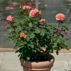 'Amelia™ Renaissance'® Rosa X 'Amelia™ Renaissance'® (Renaissancerose) A-Kvalitet,- Barrods Roser Min. 3 Grene -Osmoz Naturens Butik p399 52092 rosa x amelia renaissance renaissancerose a560