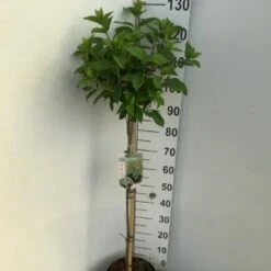 Syrén-Hortensia 'Limelight' Hydrangea Paniculata 'Limelight' Opstammet 90 Cm. 7,5 Liter Potte