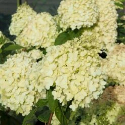 Syrén-Hortensia 'Limelight' Hydrangea Paniculata 'Limelight' Opstammet 90 Cm. 7,5 Liter Potte 11 Syrén-Hortensia 'Limelight' Hydrangea Paniculata 'Limelight' Opstammet 90 Cm. 7,5 Liter Potte -Osmoz Naturens Butik p4001 47361 hydrangea paniculata limelight e371