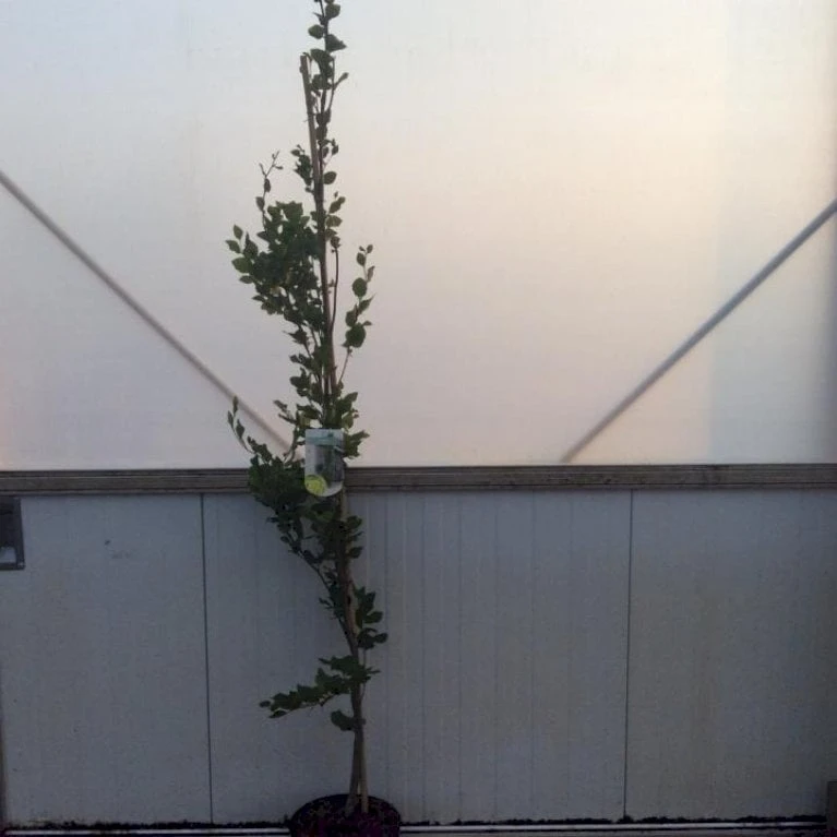 Gul Søjlebøg 'Dawyck Gold' Fagus Sylvatica 'Dawyck Gold' Potte 15 Liter,- 200-250 Cm. 3 Gul Søjlebøg 'Dawyck Gold' Fagus Sylvatica 'Dawyck Gold' Potte 15 Liter,- 200-250 Cm.