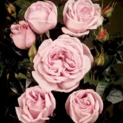 'Bering™ Renaissance'® Rosa X 'Bering™ Renaissance'® (Renaissancerose) A-Kvalitet,- Barrods Roser Min. 3 Grene 12 'Bering™ Renaissance'® Rosa X 'Bering™ Renaissance'® (Renaissancerose) A-Kvalitet,- Barrods Roser Min. 3 Grene -Osmoz Naturens Butik p401 52114 rosa x bering renaissance renaissancerose 4559