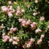 'Felicia' Rosa Moschata 'Felicia' (Moskusrose) A-Kvalitet,- Barrods Roser Min. 3 Grene 2 'Felicia' Rosa Moschata 'Felicia' (Moskusrose) A-Kvalitet,- Barrods Roser Min. 3 Grene -Osmoz Naturens Butik p4033 52368 rosa moschata felicia moschatarose cac4