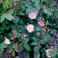 'Felicia' Rosa Moschata 'Felicia' (Moskusrose) A-Kvalitet,- Barrods Roser Min. 3 Grene -Osmoz Naturens Butik p4033 52369 rosa moschata felicia moschatarose b108