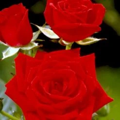 'Brillant'® Rosa X 'Brillant'® (Slyngrose) A-Kvalitet,- Barrods Roser Min. 3 Grene -Osmoz Naturens Butik p403 52317 rosa x brillant slyngrose 72da