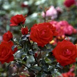 'Brillant'® Rosa X 'Brillant'® (Slyngrose) A-Kvalitet,- Barrods Roser Min. 3 Grene -Osmoz Naturens Butik p403 52318 rosa x brillant slyngrose 69c4