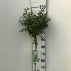 Fuji-kirsebær 'Kojou-no-mai' Prunus Incisa 'Kojou-no-mai' Opstammet 90 Cm. 7,5 Liter Potte