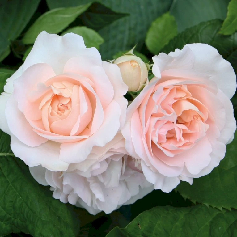 'Clair™ Renaissance'® Rosa X 'Clair™ Renaissance'® (Renaissancerose) A-Kvalitet,- Barrods Roser Min. 3 Grene 3 'Clair™ Renaissance'® Rosa X 'Clair™ Renaissance'® (Renaissancerose) A-Kvalitet,- Barrods Roser Min. 3 Grene