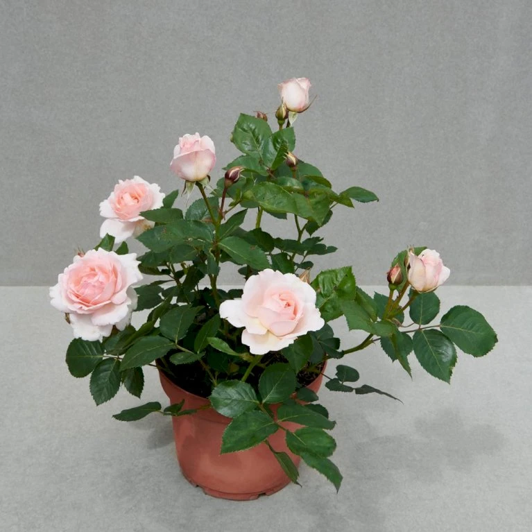 'Clair™ Renaissance'® Rosa X 'Clair™ Renaissance'® (Renaissancerose) A-Kvalitet,- Barrods Roser Min. 3 Grene 9 'Clair™ Renaissance'® Rosa X 'Clair™ Renaissance'® (Renaissancerose) A-Kvalitet,- Barrods Roser Min. 3 Grene - Billede 7