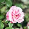 'Étude' Rosa X 'Étude' (Buskrose) A-Kvalitet,- Barrods Roser Min. 3 Grene -Osmoz Naturens Butik p407 52366 rosa x etude buskrose 5b30