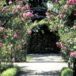 'Étude' Rosa X 'Étude' (Buskrose) A-Kvalitet,- Barrods Roser Min. 3 Grene -Osmoz Naturens Butik p407 52367 rosa x etude buskrose deef