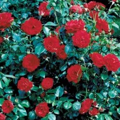 'Grand Hotel' Rosa X 'Grand Hotel' (Slyngrose) A-Kvalitet,- Barrods Roser Min. 3 Grene