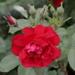 Rynket Rose 'Hansaland'® Rosa Rugosa 'Hansaland'® A-Kvalitet,- Barrods Roser Min. 3 Grene -Osmoz Naturens Butik p410 53582 rosa rugosa hansaland 7884