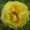 Buskrose 'Harrisons Yellow' Rosa Foetida 'Harrisons Yellow' A-Kvalitet,- Barrods Roser Min. 3 Grene 1 Buskrose 'Harrisons Yellow' Rosa Foetida 'Harrisons Yellow' A-Kvalitet,- Barrods Roser Min. 3 Grene -Osmoz Naturens Butik p411 53417 rosa foetida harrisons yellow d270