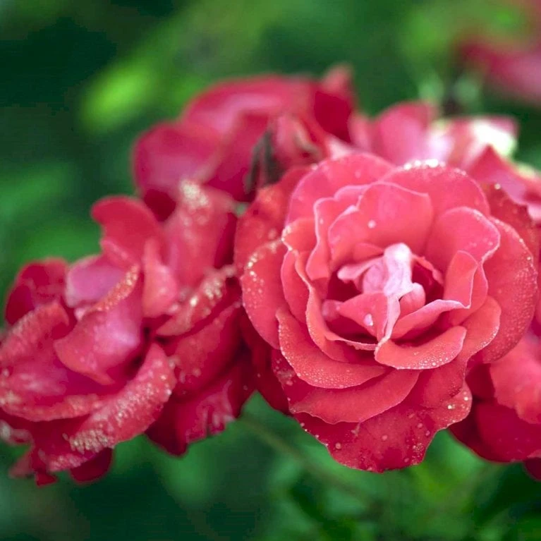 'Heidelberg'® Rosa Kordesii 'Heidelberg'® (Slyngrose) A-Kvalitet,- Barrods Roser Min. 3 Grene 3 'Heidelberg'® Rosa Kordesii 'Heidelberg'® (Slyngrose) A-Kvalitet,- Barrods Roser Min. 3 Grene