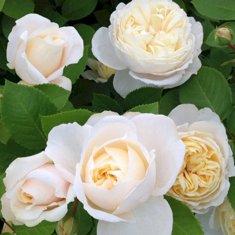 'Helena™ Renaissance'® Rosa X 'Helena™ Renaissance'® (Renaissancerose) A-Kvalitet,- Barrods Roser Min. 3 Grene 3 'Helena™ Renaissance'® Rosa X 'Helena™ Renaissance'® (Renaissancerose) A-Kvalitet,- Barrods Roser Min. 3 Grene