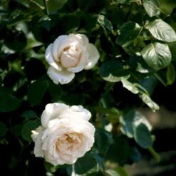 'Helena™ Renaissance'® Rosa X 'Helena™ Renaissance'® (Renaissancerose) A-Kvalitet,- Barrods Roser Min. 3 Grene 9 'Helena™ Renaissance'® Rosa X 'Helena™ Renaissance'® (Renaissancerose) A-Kvalitet,- Barrods Roser Min. 3 Grene -Osmoz Naturens Butik p413 52141 rosa x helena renaissance renaissancerose 0779
