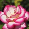'Händel' Rosa X 'Händel' (Slyngrose) A-Kvalitet,- Barrods Roser Min. 3 Grene -Osmoz Naturens Butik p414 52430 rosa x haendel slyngrose 84f4