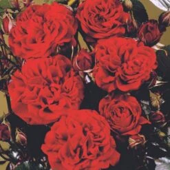 'Isabel™ Renaissance'® Rosa X 'Isabel™ Renaissance'® (Renaissancerose) A-Kvalitet,- Barrods Roser Min. 3 Grene -Osmoz Naturens Butik p415 52146 rosa x isabel renaissance renaissancerose 8364