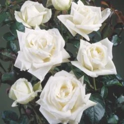 'Lina™ Renaissance'® Rosa X 'Lina™ Renaissance'® (Renaissancerose) A-Kvalitet,- Barrods Roser Min. 3 Grene -Osmoz Naturens Butik p419 52165 rosa x lina renaissance renaissancerose 91eb