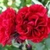 'Nadia™ Renaissance'® Rosa X 'Nadia™ Renaissance'® A-Kvalitet,- Barrods Roser Min. 3 Grene -Osmoz Naturens Butik p423 52173 rosa x nadia renaissance 906c