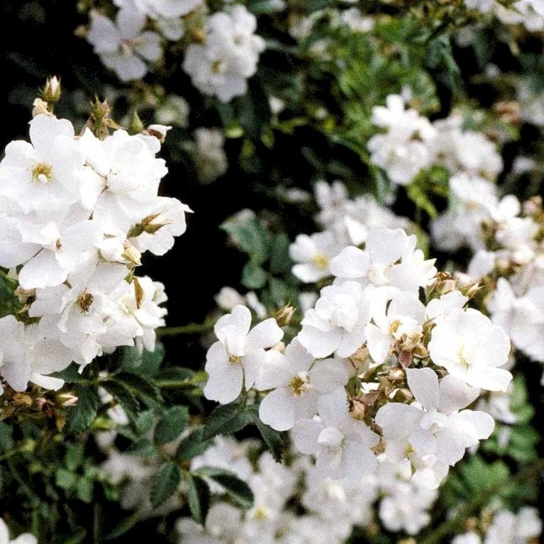 'Polstjärnan' Rosa Beggeriana 'Polstjärnan' (Slyngrose) A-Kvalitet,- Barrods Roser Min. 3 Grene 3 'Polstjärnan' Rosa Beggeriana 'Polstjärnan' (Slyngrose) A-Kvalitet,- Barrods Roser Min. 3 Grene