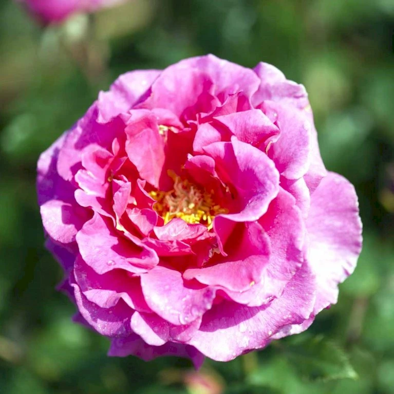 'Prinsesse Alexandra'™ Rosa X 'Prinsesse Alexandra'™ (Renaissancerose) A-Kvalitet,- Barrods Roser Min. 3 Grene 3 'Prinsesse Alexandra'™ Rosa X 'Prinsesse Alexandra'™ (Renaissancerose) A-Kvalitet,- Barrods Roser Min. 3 Grene