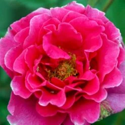 'Prinsesse Alexandra'™ Rosa X 'Prinsesse Alexandra'™ (Renaissancerose) A-Kvalitet,- Barrods Roser Min. 3 Grene 10 'Prinsesse Alexandra'™ Rosa X 'Prinsesse Alexandra'™ (Renaissancerose) A-Kvalitet,- Barrods Roser Min. 3 Grene -Osmoz Naturens Butik p428 52206 rosa x prinsesse alexandra renaissancerose 9f4c