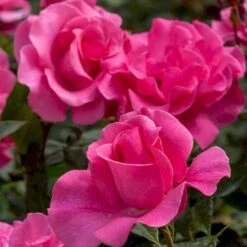 'Romanze'® Rosa X 'Romanze'® (Buketrose) A-Kvalitet,- Barrods Roser Min. 3 Grene -Osmoz Naturens Butik p430 54033 rosa x romanze buketrose fd6d