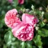 'Rosarium Uetersen'® Rosa X 'Rosarium Uetersen'® (Slyngrose) A-Kvalitet,- Barrods Roser Min. 3 Grene -Osmoz Naturens Butik p431 52874 rosa x rosarium uetersen slyngrose 9bc8