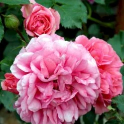 'Rosarium Uetersen'® Rosa X 'Rosarium Uetersen'® (Slyngrose) A-Kvalitet,- Barrods Roser Min. 3 Grene -Osmoz Naturens Butik p431 52876 rosa x rosarium uetersen slyngrose a2e2