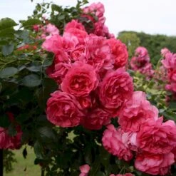 'Rosarium Uetersen'® Rosa X 'Rosarium Uetersen'® (Slyngrose) A-Kvalitet,- Barrods Roser Min. 3 Grene -Osmoz Naturens Butik p431 53636 rosa x rosarium uetersen slyngrose 249b