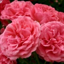 'Rosarium Uetersen'® Rosa X 'Rosarium Uetersen'® (Slyngrose) A-Kvalitet,- Barrods Roser Min. 3 Grene -Osmoz Naturens Butik p431 53637 rosa x rosarium uetersen slyngrose 962f