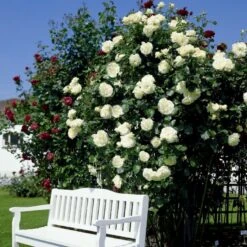 'Schneewalzer'® Rosa X 'Schneewalzer'® (Slyngrose) A-Kvalitet,- Barrods Roser Min. 3 Grene -Osmoz Naturens Butik p433 54037 rosa x schneewalzer slyngrose b5a2