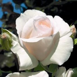 'Schneewalzer'® Rosa X 'Schneewalzer'® (Slyngrose) A-Kvalitet,- Barrods Roser Min. 3 Grene -Osmoz Naturens Butik p433 54038 rosa x schneewalzer slyngrose 9e7f