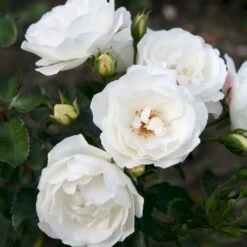 'Weisse Wolke'® Rosa X 'Weisse Wolke'® (Buketrose) A-Kvalitet,- Barrods Roser Min. 3 Grene 11 'Weisse Wolke'® Rosa X 'Weisse Wolke'® (Buketrose) A-Kvalitet,- Barrods Roser Min. 3 Grene -Osmoz Naturens Butik p438 53674 rosa x weisse wolke buketrose 0eab