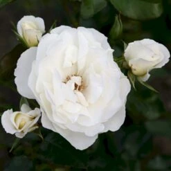 'Weisse Wolke'® Rosa X 'Weisse Wolke'® (Buketrose) A-Kvalitet,- Barrods Roser Min. 3 Grene 12 'Weisse Wolke'® Rosa X 'Weisse Wolke'® (Buketrose) A-Kvalitet,- Barrods Roser Min. 3 Grene -Osmoz Naturens Butik p438 53675 rosa x weisse wolke buketrose cdec