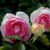 'Willestrup' (syn. 'Eden Rose 88') Rosa X 'Willestrup' (Slyngrose) A-Kvalitet,- Barrods Roser Min. 3 Grene 2 'Willestrup' (syn. 'Eden Rose 88') Rosa X 'Willestrup' (Slyngrose) A-Kvalitet,- Barrods Roser Min. 3 Grene -Osmoz Naturens Butik p439 52937 rosa x willestrup buskrose a33c