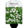 Birkebladet Spiræa 'Thor' Spiraea Betulifolia 'Thor' Potte 2,0 Liter,- 25-30 Cm. -Osmoz Naturens Butik p4422 38467 image b2b5