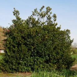 Kristtorn 'Blue Maid' Ilex Meserveae 'Blue Maid' Opstammet 90 Cm. 10 Liter Potte -Osmoz Naturens Butik p4440 52782 ilex meserveae blue maid c14c