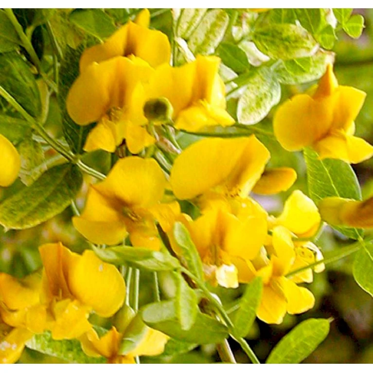 Sibirisk ærtetræ Caragana Arborescens Solitær Busk 150-175 Cm. - Med Klump 3 Sibirisk ærtetræ Caragana Arborescens Solitær Busk 150-175 Cm. - Med Klump