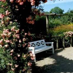 'Dorothy Perkins' Rosa Wichuraiana 'Dorothy Perkins' (Slyngrose) A-Kvalitet,- Barrods Roser Min. 3 Grene -Osmoz Naturens Butik p4574 52358 rosa wichuraiana dorothy perkins slyngrose 2782