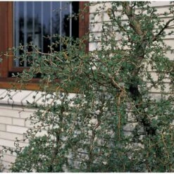 Japansk Lærk 'Diana' Larix Kaempferi 'Diana' Opstammet 90 Cm. 7,5 Liter Potte -Osmoz Naturens Butik p4666 3458 larix kaempferi diana c5d2