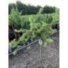 Japansk Lærk 'Diana' Larix Kaempferi 'Diana' Opstammet 90 Cm. 7,5 Liter Potte -Osmoz Naturens Butik p4666 45642 larix kaempferi diana 4bf0